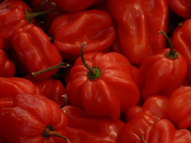 the habanero is the most popular pepper in hot sauces