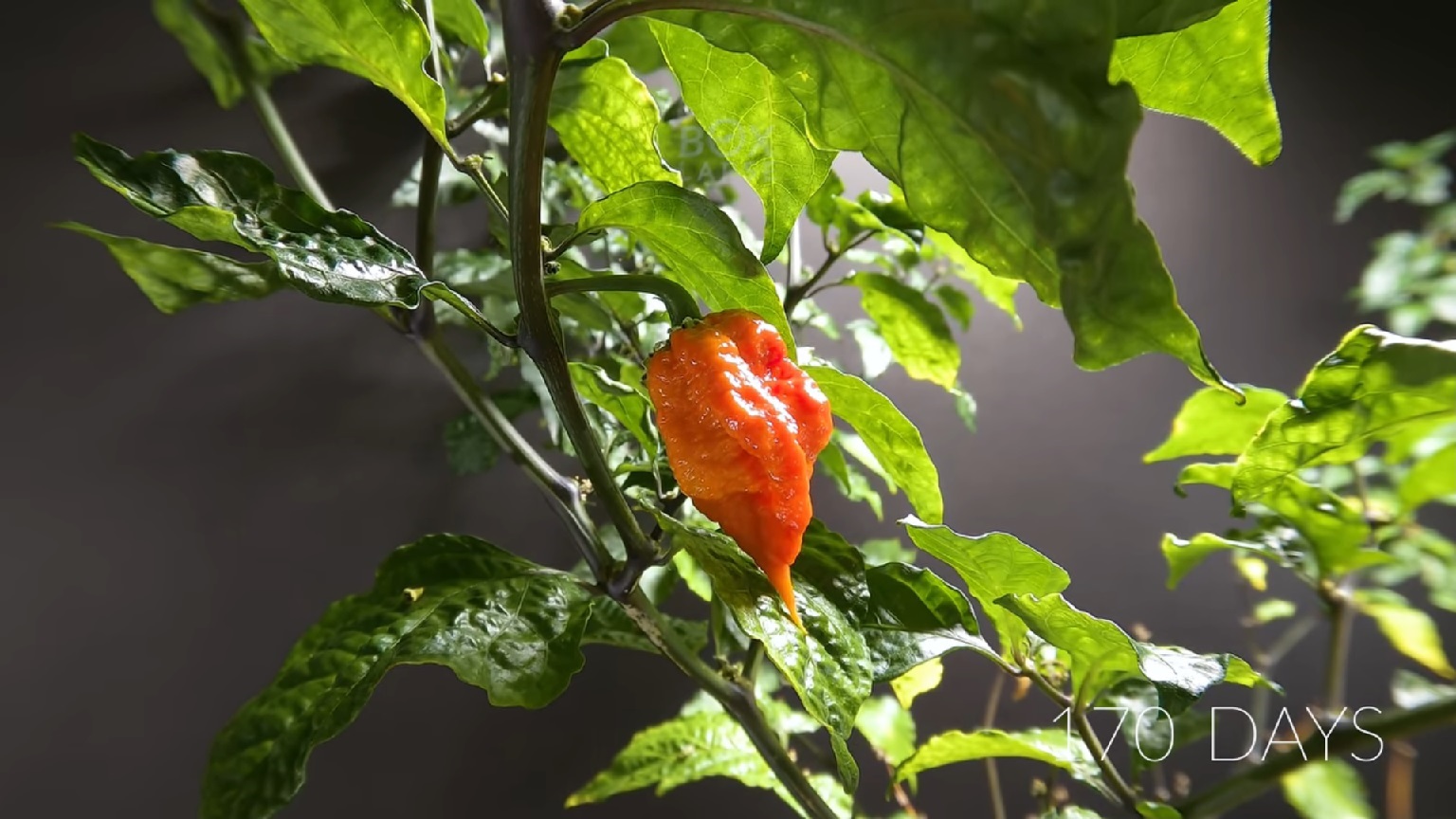 Time lapse of a Carolina seed to the (former) hottest pepper in the