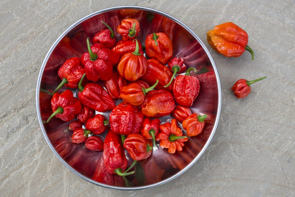https://www.heatsupply.nl/wp-content/uploads/2025/04/red-hot-chilli-peppers-trinidad-moruga-scorpion-2025-03-31-21-12-51-utc-1-1024x682.jpg?utm_source=chatgpt.com